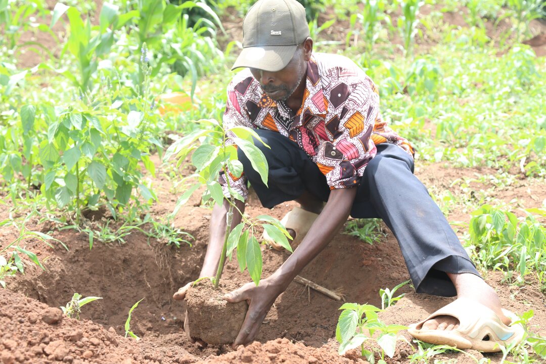 Green Action tree planting